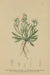 Sileä pohjoinen kivikrassi (Braya alpina, Sisymbrium alpinum)
