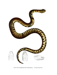 Käärme (väri litho)