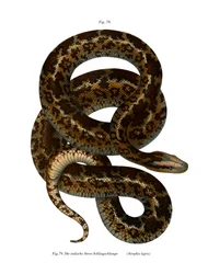 Käärme (väri litho)