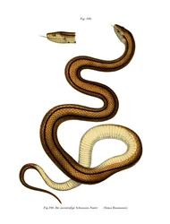 Käärme (väri litho)