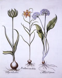 Snakes Head Fritillary, Wild Garlic and Tulip, Hortus Eystettensis, kirjoittanut Basil Besler (1561-1629), pub. 1613 (käsinvärinen kaiverrus)
