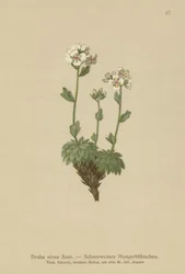 Lumivalkoinen Whitlow-ruoho (Draba nivea)