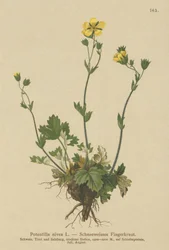 Lumikukka (Potentilla nivea) (Potentilla nivea)
