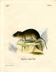 Snow Vole (värillinen kaiverrus)