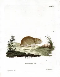 Social Vole (värillinen kaiverrus)