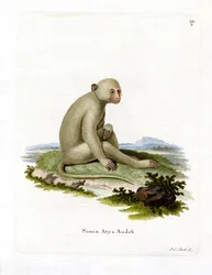 Sooty Mangabey (värillinen kaiverrus)