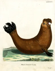 Southern Elephant Seal (värillinen kaiverrus)