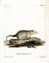 Southern Opossum (värillinen kaiverrus)
