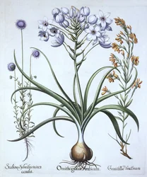 Star of Bethlehem , Blue Flowered Sheeps Bit ja Dyers Greenwood, Hortus Eystettensis, kirjoittanut Basil Besler (1561-1629), pub. 1613 (käsinvärinen kaiverrus)