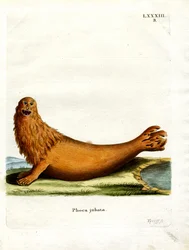 Steller Sea Lion (värillinen kaiverrus)
