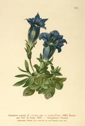 Varreton Gentian