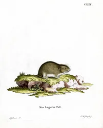 Steppe Lemming (värillinen kaiverrus)