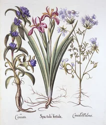 Stinking Iris, Orlaya ja Crosswort Gentian, Hortus Eystettensis, kirjoittanut Basil Besler (1561-1629), pub. 1613 (käsinvärinen kaiverrus)