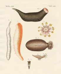 Outoja merikurkkuja