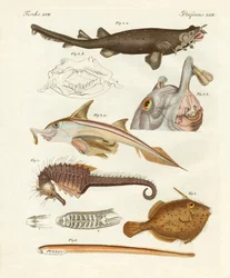 Outoja rustoisia kaloja