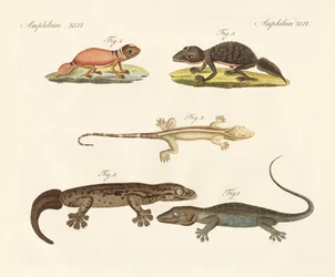 Outoja dinosauruksia (värillinen kaiverrus)
