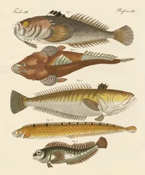 Outo kala (värillinen kaiverrus)