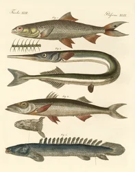 Outo kala (värillinen kaiverrus)