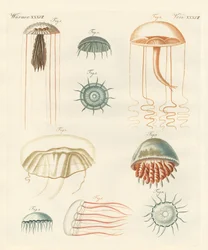 Outoja meduusoja (värillinen kaiverrus)