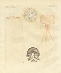 Outoja meduusoja (värillinen kaiverrus)