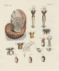 Outoja matoja (värillinen kaiverrus)