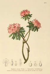 juovakivikirkko (Daphne striata)