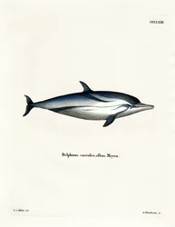 Raidallinen delfiini (värillinen kaiverrus)