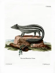 Striped Skunk (värillinen kaiverrus)