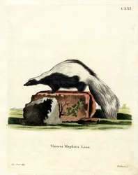 Striped Skunk (värillinen kaiverrus)