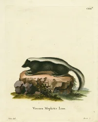 Striped Skunk (värillinen kaiverrus)