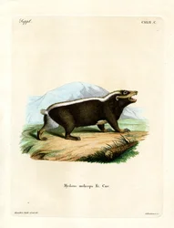 Sunda Stink Badger (värillinen kaiverrus)