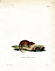 Suo Antechinus (värillinen kaiverrus)