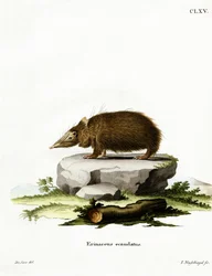 Hännätön tanrekki