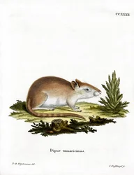 Tamarisk Jird (värillinen kaiverrus)