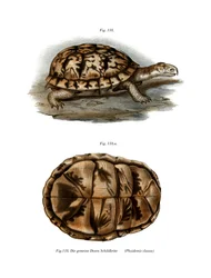 Terrapin (väri litho)