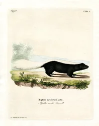 Texan Skunk (värillinen kaiverrus)