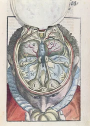 Aivot, Georg Bartischin (1535-1636) Ophthalmodouleiasta, joka julkaistiin Dresdenissä vuonna 1583 (värillinen puupainatus)
