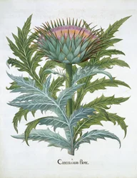 The Cardoon, Basil Beslerin (1561-1629) Hortus Eystettensisistä, pub. 1613 (käsinvärinen kaiverrus)