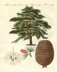 Setri Libanonista (värillinen kaiverrus)
