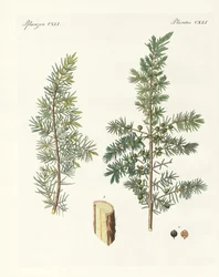 Tavallinen kataja (värikaiverrus)