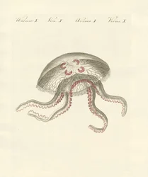 Korvainen meduusa (värillinen kaiverrus)