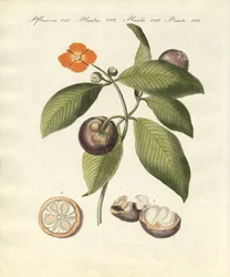 Mangosteen puu (värillinen kaiverrus)