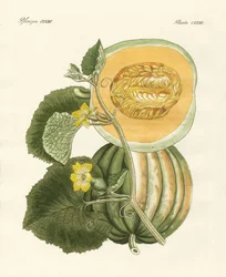 Meloni (värillinen kaiverrus)