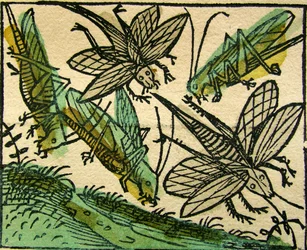 Heinäsirkkojen rutto, julkaistu Nürnberg Chroniclessa, 1493