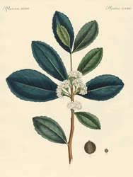 Paraguayn tee