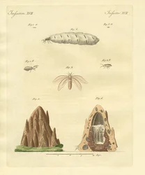 Huonekalut ja erilaiset esineet 1100- ja 1300-luvuilta
