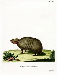 Kolminauhainen armadillo (värillinen kaiverrus)