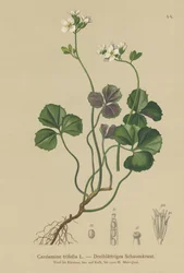 Kolmilehtinen katkerakrassi (Cardamine trifolia)