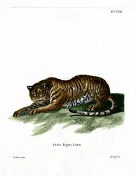 Tiger (värillinen kaiverrus)