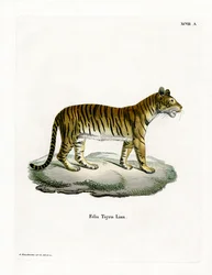 Tiger (värillinen kaiverrus)